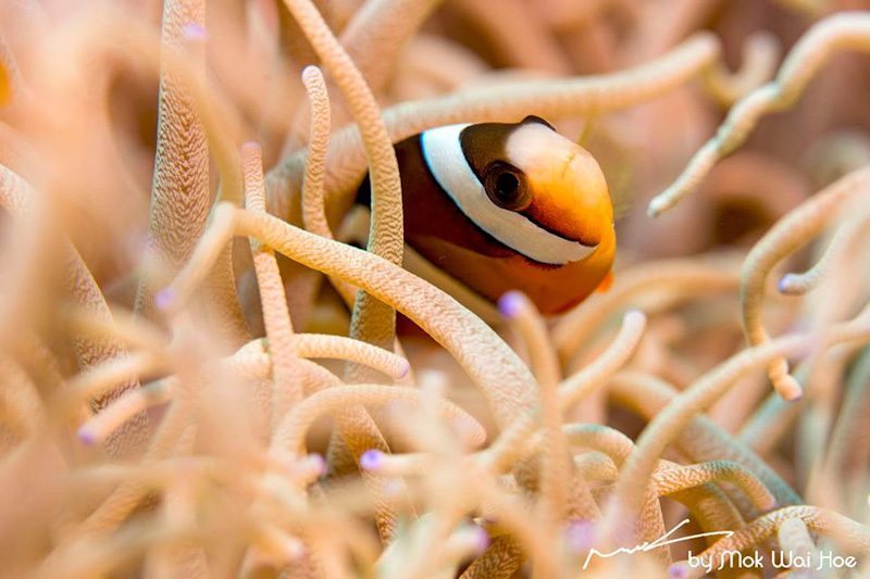 中文潜水 新加坡潜水 潜水课程 驶向远方的诱惑 阿南巴斯anambas