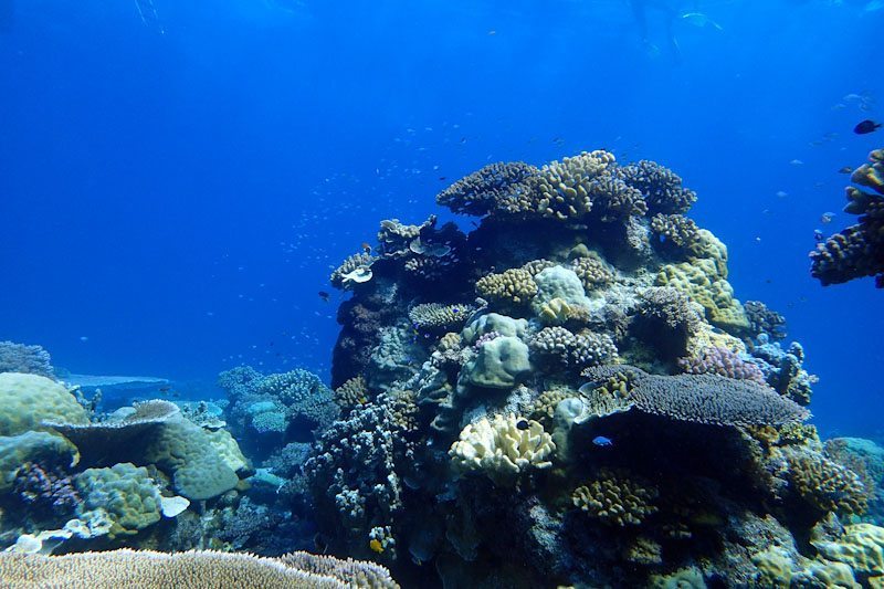 中文潜水 新加坡潜水 潜水课程 驶向远方的诱惑 阿南巴斯anambas 中文潜水 新加坡潜水 潜水课程