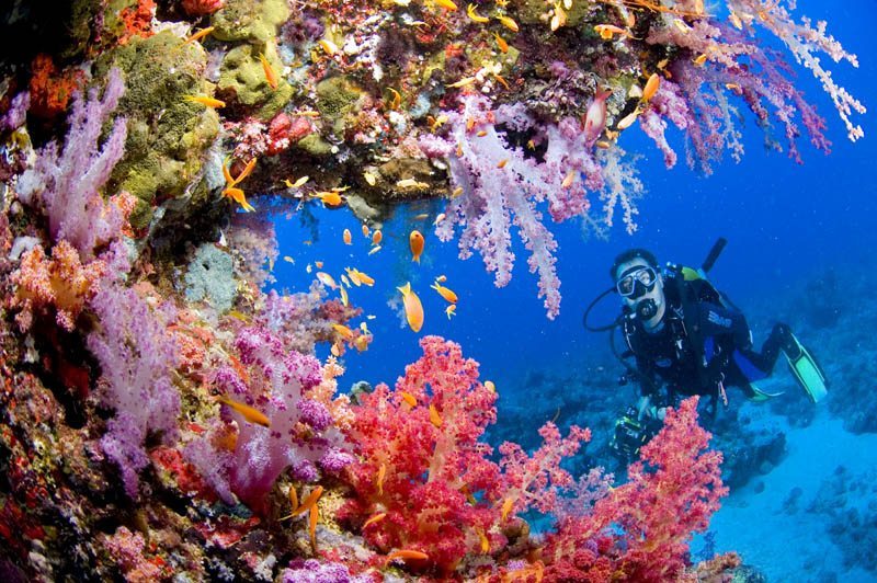 DSD体验水肺潜水珊瑚