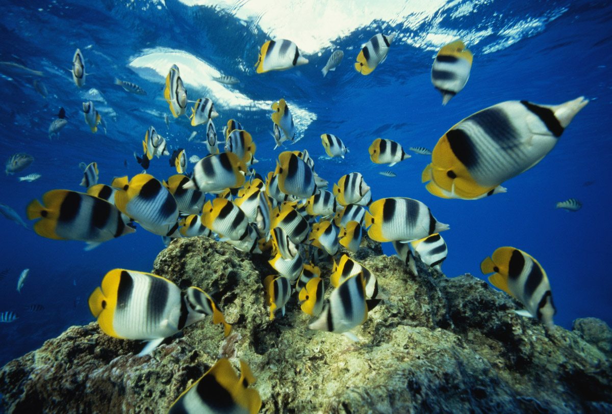 A school of Butterfly fish hover around the camera.