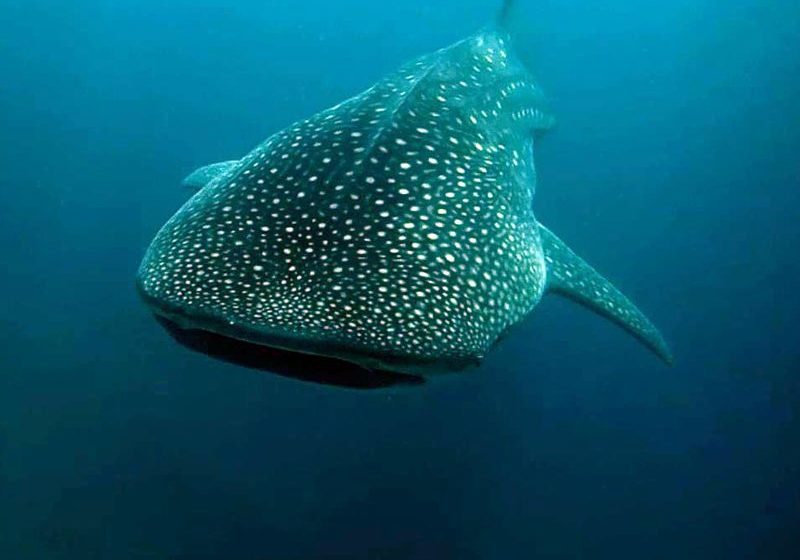 马尔代夫潜水鲸鲨