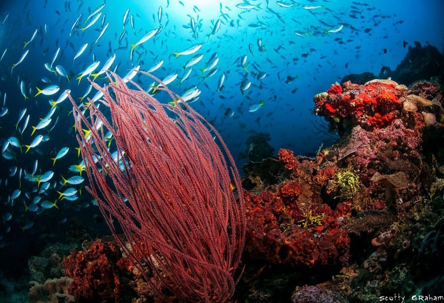 四王岛潜水珊瑚
