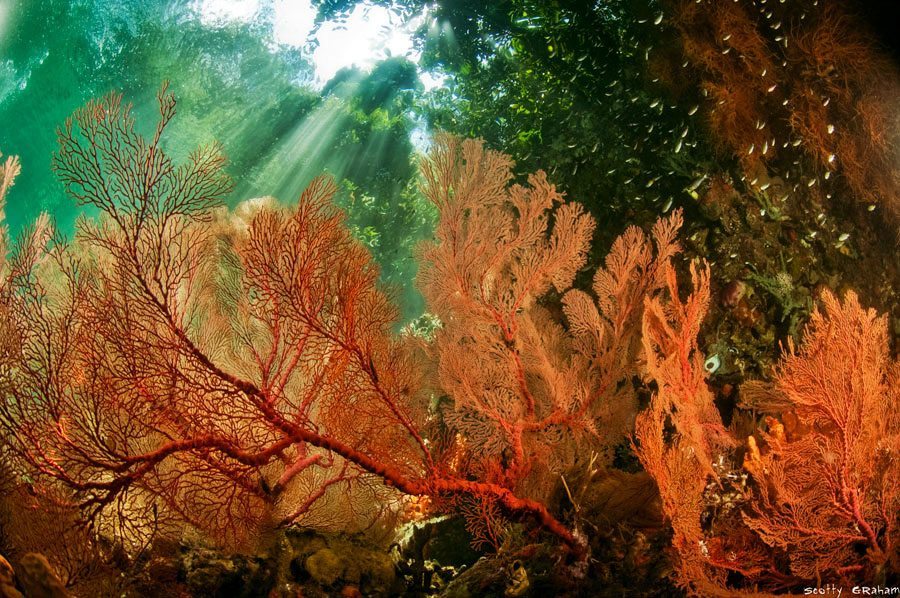四王岛潜水红树林