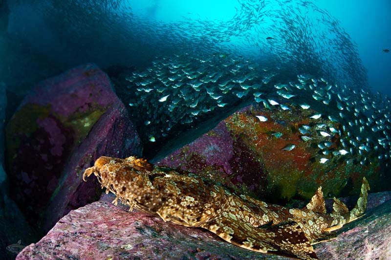 四王岛潜水鱼类