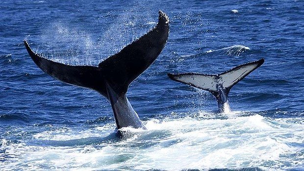 四王岛潜水鲸鱼