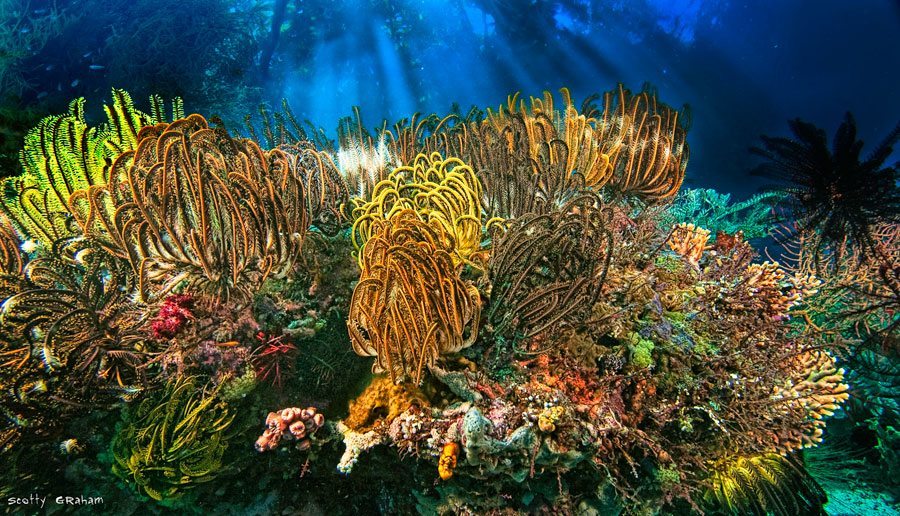 四王岛红树林潜水