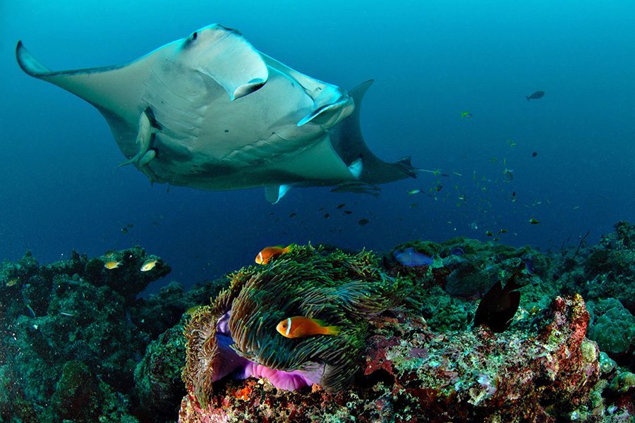 巴厘岛潜水manta