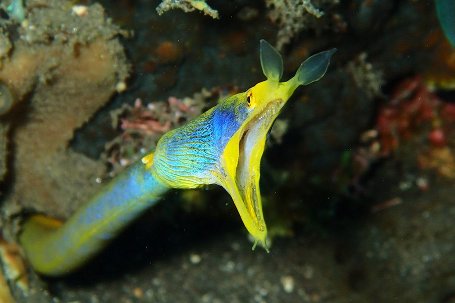 巴厘岛潜水五彩鳗