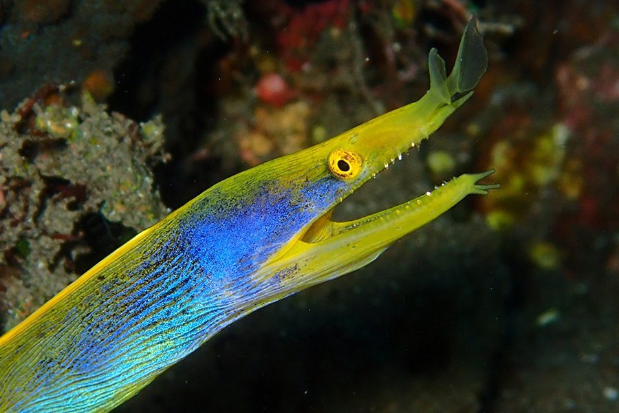 巴厘岛潜水彩带鳗