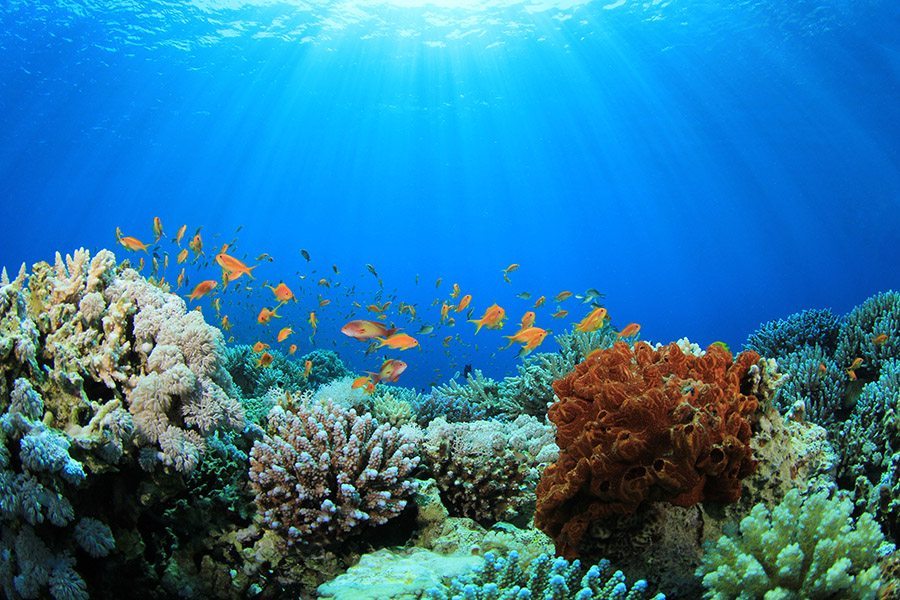 巴厘岛潜水放流