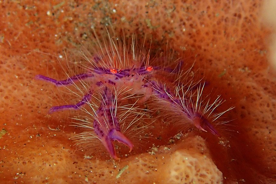 巴厘岛潜水毛毛蟹