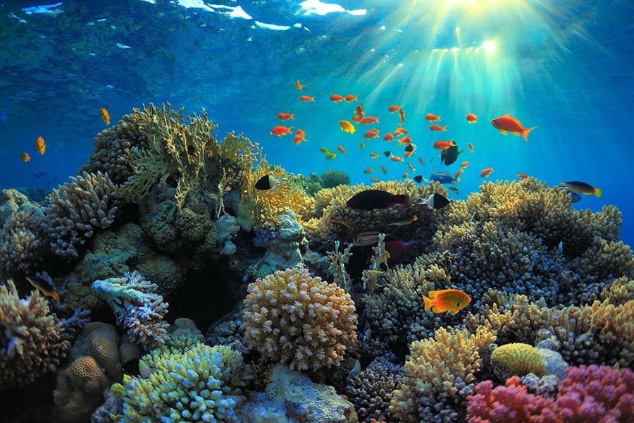 巴厘岛潜水珊瑚