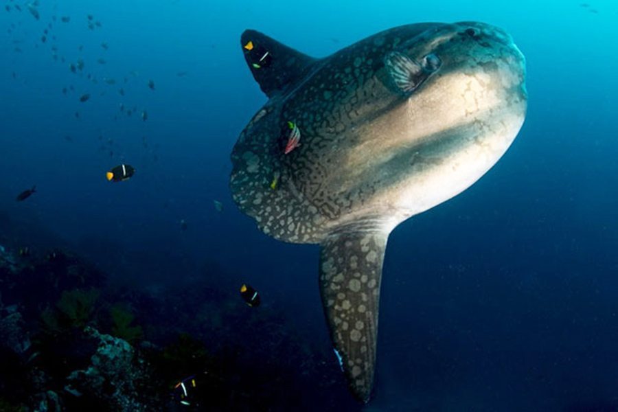 巴厘岛潜水翻车鱼