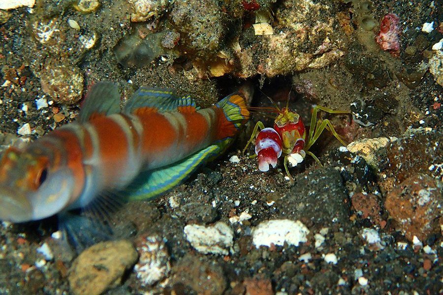 巴厘岛潜水虾虎鱼