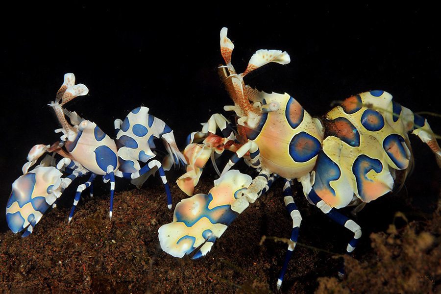 巴厘岛潜水蜡膜虾