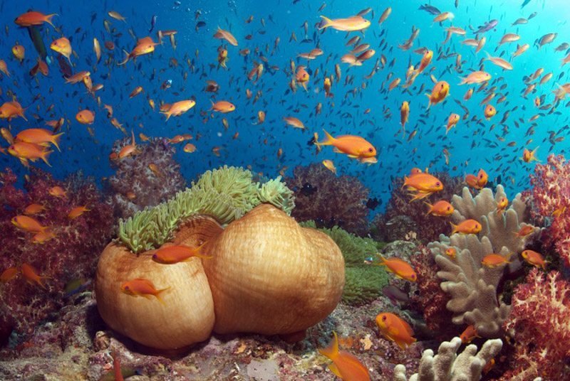 普吉岛潜水海葵