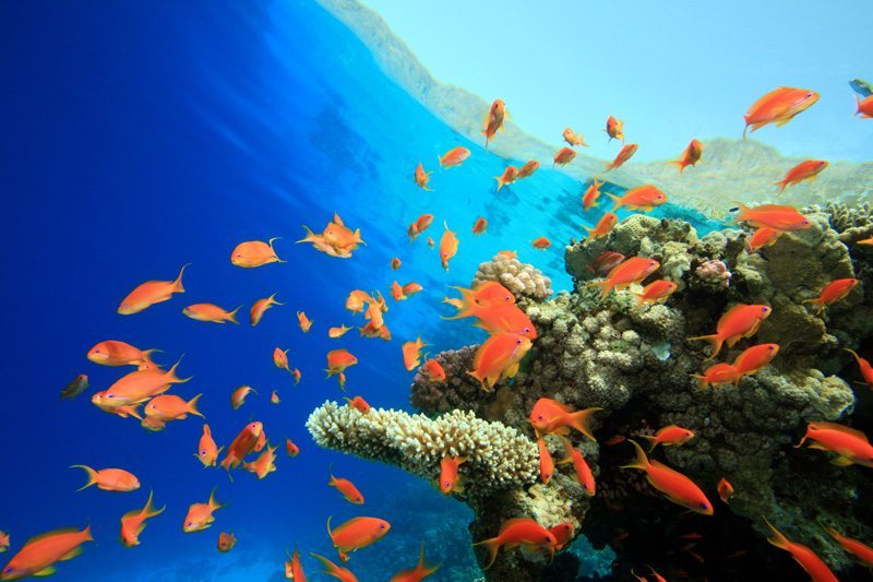 普吉岛潜水珊瑚