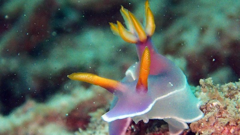 民丹岛海蛞蝓