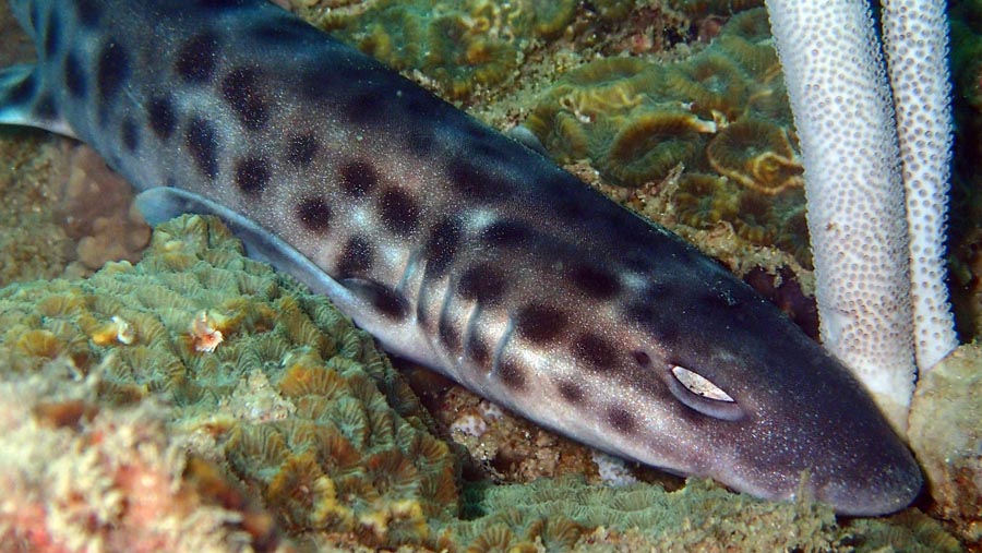 民丹岛猫鲨Bintan