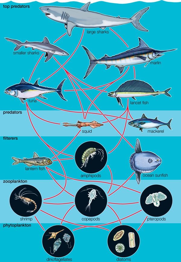 海洋生物网