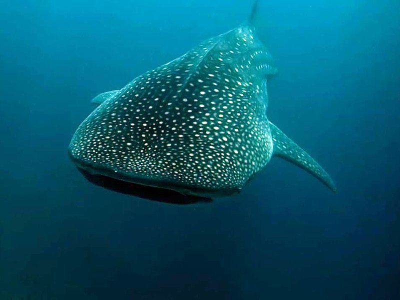 马尔代夫潜水鲸鲨