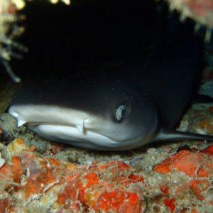 马尔代夫潜水小鲨鱼