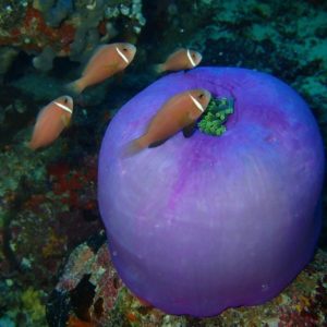 马尔代夫潜水海葵