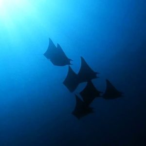 马尔代夫潜水Mobula Ray