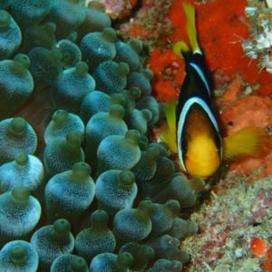 马尔代夫潜水小丑鱼